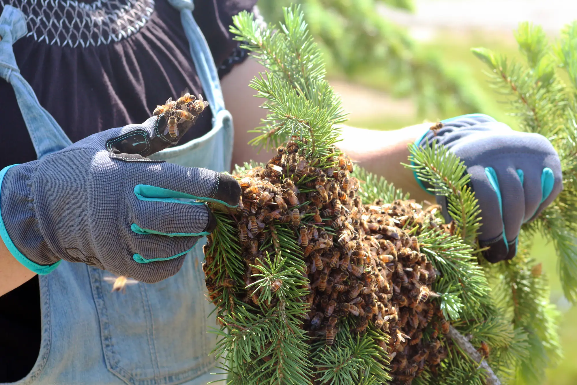 Professional Bee Control